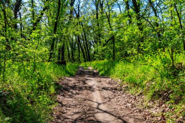 Baharda yeşil bir ormanda toprak yol