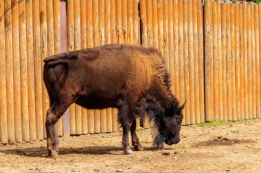 Avrupa bizonu (Bizon bonasus), aynı zamanda bilge olarak da bilinir, çiftlikteki bir çayırda yaban öküzü.