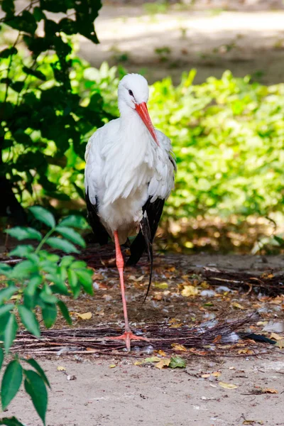 Porträt Eines Weißstorchs Ciconia Ciconia — Stockfoto