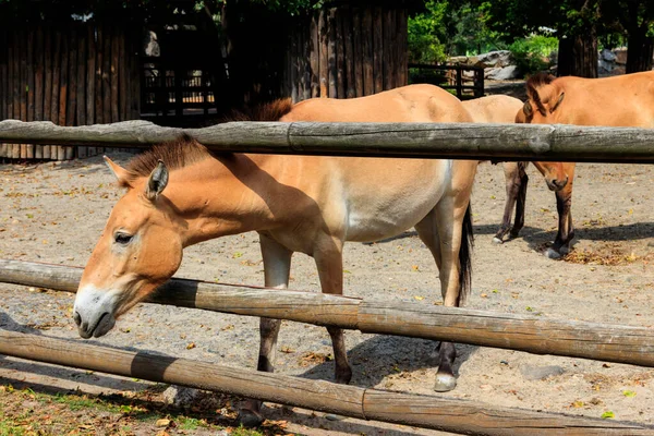 Przewalski Wildpferde Auf Einer Koppel Przewalskis Pferd Equus Przewalskii Oder — Stockfoto