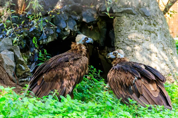 Buitre Cinéreo Aegypius Monachus También Conocido Como Buitre Negro Buitre — Foto de Stock