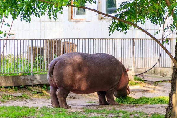 Hroch Obecný Hippopotamus Amphibius Nebo Hroch — Stock fotografie