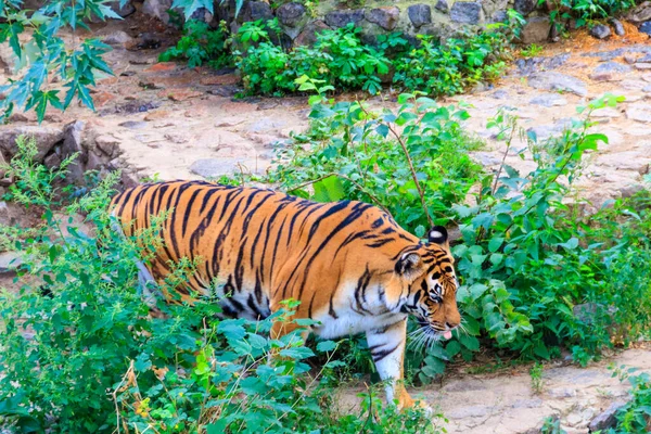 Portrait Tigre Panthera Tigris — Photo