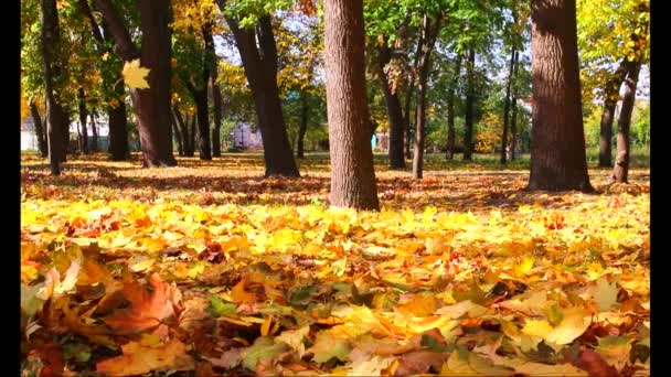 Падение Кленовых Листьев Городском Парке Осенью — стоковое видео