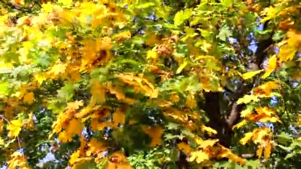 Lönnträd Med Gula Och Gröna Löv Hösten — Stockvideo