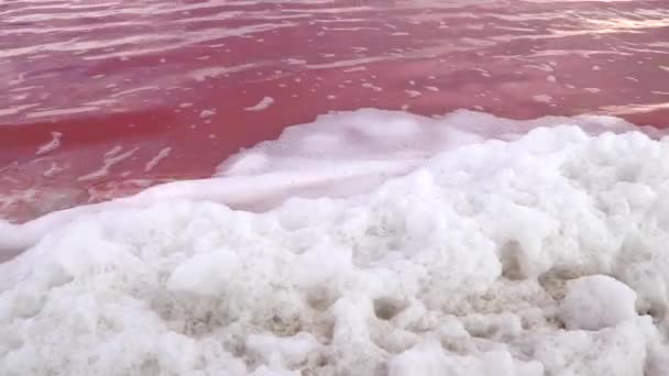 White Foam Accumulations Shore Pink Salty Syvash Lake Kherson Region — Stock Video