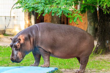 Yaygın su aygırı (Hippopotamus amfibi) veya su aygırı