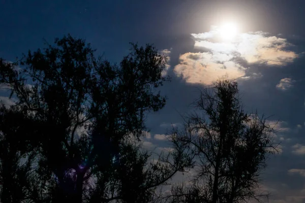 Cena Noturna Com Lua Cheia Árvores — Fotografia de Stock