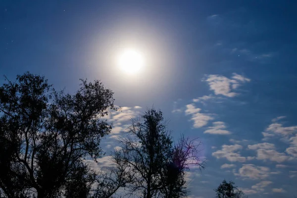 Night scene with full moon and trees