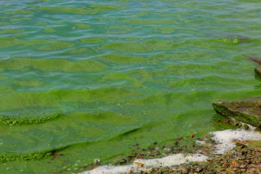 Çiçekli yeşil su. Yeşil algler nehri kirletti.