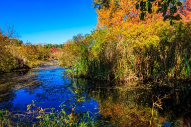 Küçük nehir ve renkli düşen ağaçlarla sonbahar manzarası