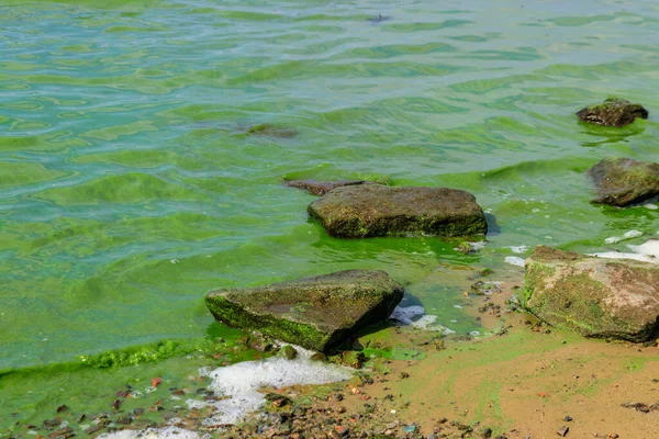 盛开的绿水 绿藻污染了河流 — 图库照片