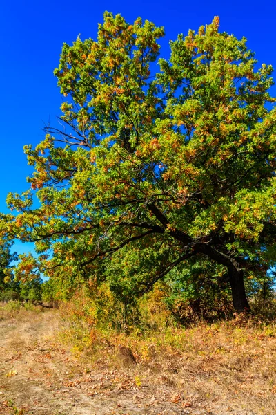 Oak Tree Meadow Autumn — Stock Photo, Image