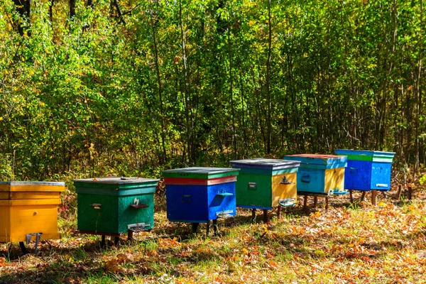 Colmenas Madera Colores Viejos Claro Del Bosque Otoño Imagen De Stock