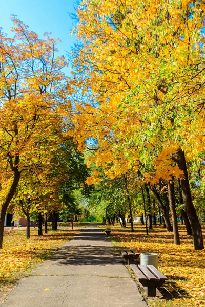 Steegje Met Gele Esdoorn Bomen Een Stadspark Herfst — Stockfoto