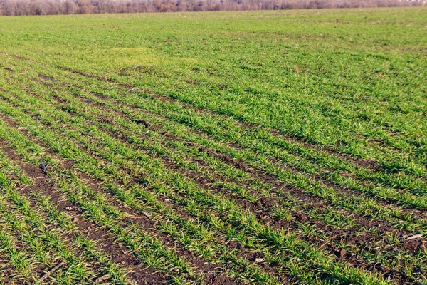 Young Green Sprouts Wheat Field Close — Stock Photo, Image