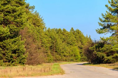 Yazın yeşil çam ormanlarında asfalt yol