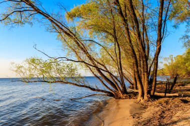 Gölün kıyısındaki söğüt ağaçları