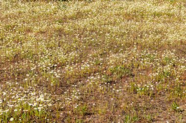Baharda çayırdaki beyaz papatya çiçekleri