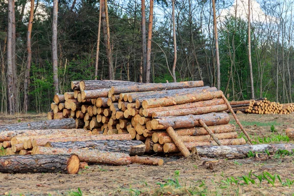Staplade Trädstammar Fällda Skogsavverkningsindustrin Tallskog — Stockfoto