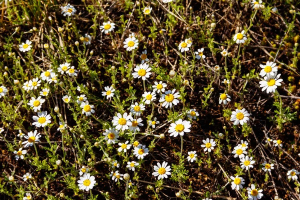 Fleurs Camomille Blanche Sur Une Prairie Printemps — Photo