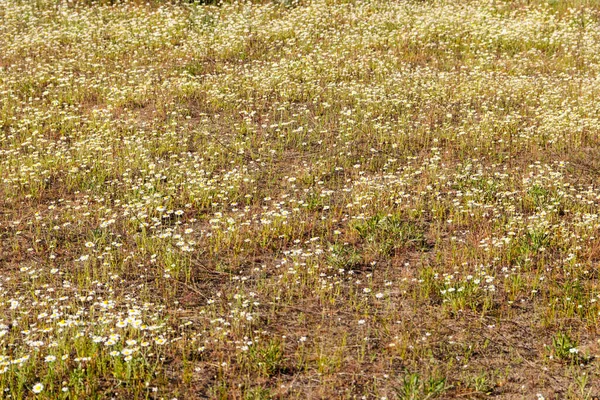 Fleurs Camomille Blanche Sur Une Prairie Printemps — Photo
