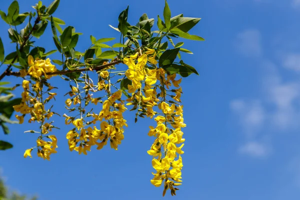 Bloeiende Gele Acaciaboom Caragana Arborescens — Stockfoto