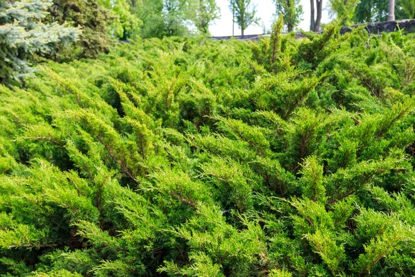 Yeşil Ardıç Çalılarının Doğal Arka Planı — Stok fotoğraf