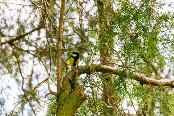 Kohlmeise Sitzt Auf Einem Baum — Stockfoto