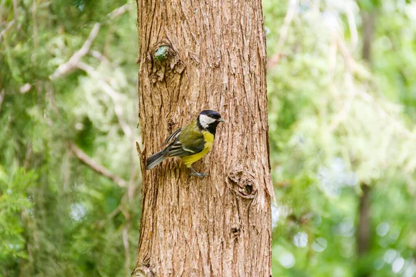 Koolmees Vogel Zittend Een Boom — Stockfoto