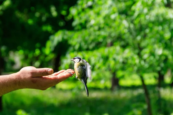 Kohlmeise Nimmt Samen Aus Menschlicher Hand — Stockfoto