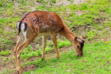 Genç geyik yeşil bir çayırda otluyor.