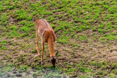 Genç geyik yeşil bir çayırda otluyor.