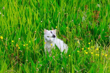 Çayırdaki yeşil çimenlikteki sevimli kedi