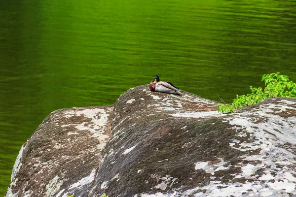 Divoká Kachna Odpočívající Skále Jezera — Stock fotografie