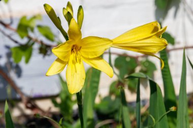 Sarı günlük (Hemerocallis lioasphodelus) bir bahçede