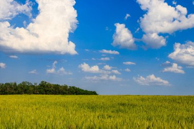 Yeşil buğday tarlası manzarası