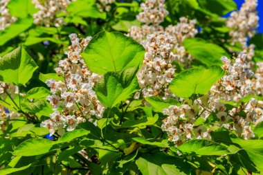 Katalpa ağacının güzel beyaz çiçekleri