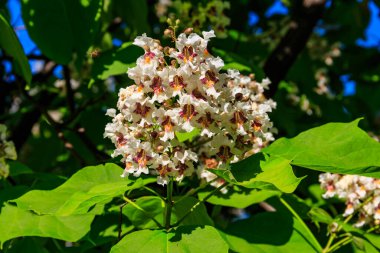 Katalpa ağacının güzel beyaz çiçekleri