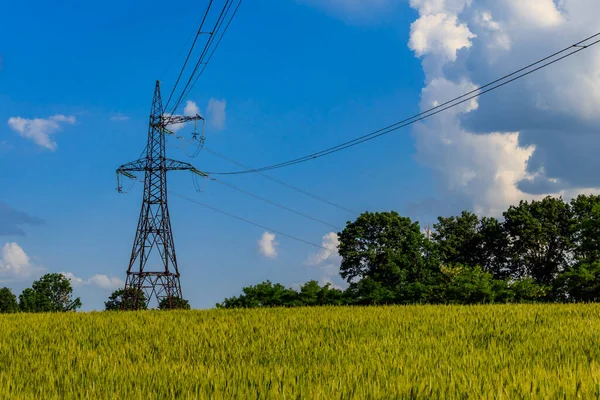 High voltage power tower in a green wheat field