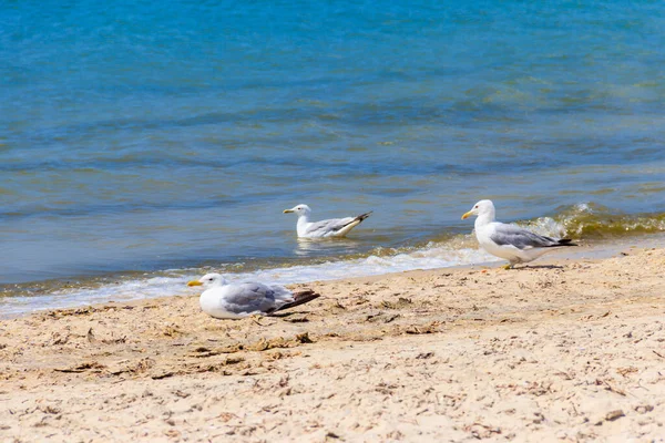 Gaviotas Una Playa Arena Del Mar Negro — Foto de Stock