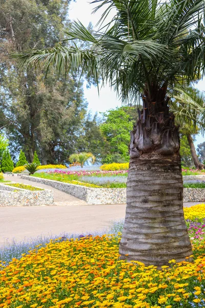 Beautiful View Batumi Botanical Garden Georgia — Stock Photo, Image