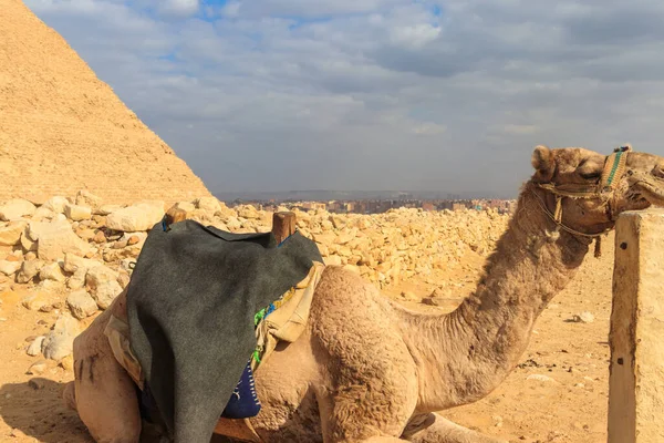 Giza Piramidinin Arka Planında Devenin Yakın Plan Görüntüsü — Stok fotoğraf