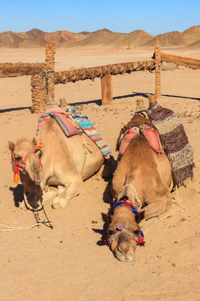 Kamelen Met Traditioneel Bedoeïenzadel Arabische Woestijn Egypte — Stockfoto
