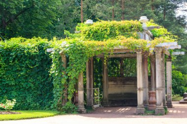 Tsarskoye Selo, Puşkin, Rusya 'daki Catherine Park' ta İtalyan usulü eski pergola-veranda 1865, yabani üzümlerle doludur.