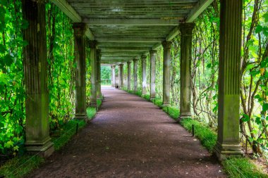 Tsarskoye Selo, Puşkin, Rusya 'daki Catherine Park' ta İtalyan usulü eski pergola-veranda 1865, yabani üzümlerle doludur.