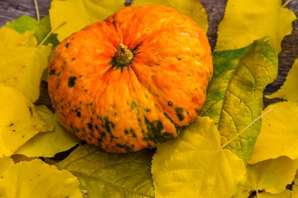 Small Decorative Pumpkin Yellow Leaves Autumn Harvest Thanksgiving Halloween Concept — Stock Photo, Image