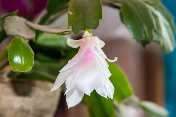 White Pink Blooming Christmas Cactus Schlumbergera Flower Pot — Stock Photo, Image