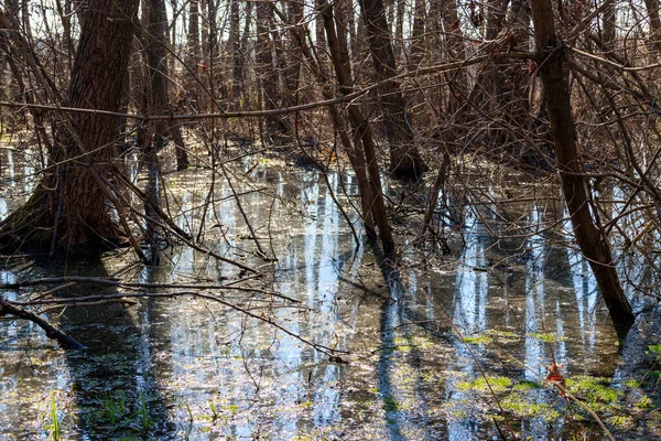 Swamp Forest — Stock Photo, Image