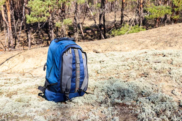 Çam ormanlarında turist sırt çantası. Yürüyüş konsepti